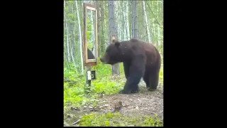Bear Vs Himself? Footage from @coyotesnipe