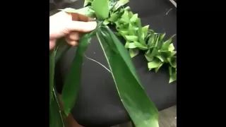 Ti leaf haku