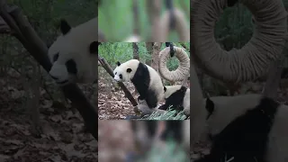 Panda JIXIAO & CHENGFENG fighting for the swing