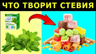 Стевия - польза и вред, сахарозаменитель, подсластитель. Полезные свойства стевии.