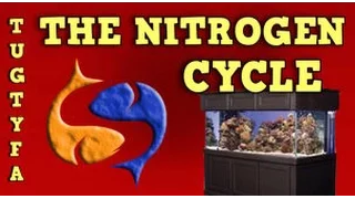 The Nitrogen Cycle / The Ultimate Guide To Your First Aquarium Part 5