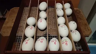Восьмий день інкубації гусячих яєць. Просвічую (овоскопую), відсоток запліднення.