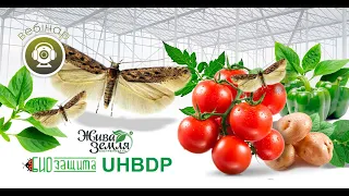 Вебінар «Тута абсолюта: головні рекомендації по боротьбі зі шкідником у 2021 році»