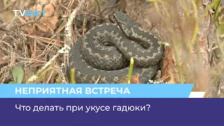 Что делать при укусе гадюки?