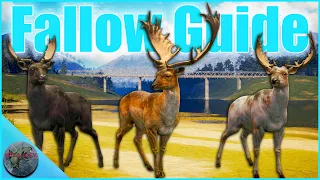 2022/2023  Updated Fallow Guide on Te Awaroa! Best Locations and Time To Find them!