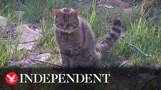 Endangered wildcats released into Scottish national park in historic milestone