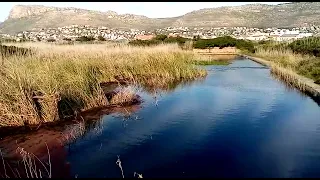 Wetland in July - burbling brooks and burping frogs