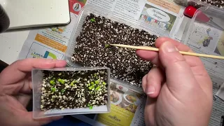 How to transplant African violet seedlings - part 1