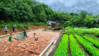 TILAPIA HARVEST! Harvesting & Combining Tilapia Farming with Organic Vegetables is a Brilliant Idea!