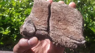 How to tell the difference between fossil bone and a regular rock