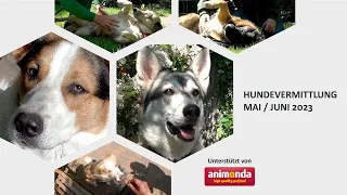 Hundevermittlung - Mai/Juni 2023 (Tierheim Hannover TV)