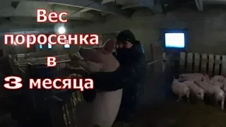 Вес поросенка в 3 месяца/Разведение свиней