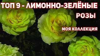 9 РОЗ цвета лимона и лайма. Насколько это возможно - зеленые розы?