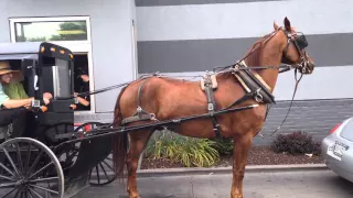 Amish Buggy at McDonald's Drive Thru