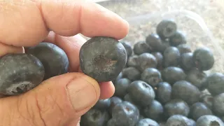Огромная голубика Giant blueberry