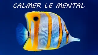 Calmer: Musique Douce et Scènes de Fond de L'Océan