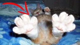 Top 10 Weird CAT BEHAVIORS Explained