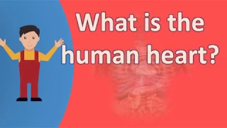 What is the human heart ?  | FAQS for Health