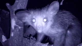 The secret life of the mysterious Aye-Aye