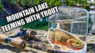 Mountain Lake Teeming With Trout [Spin Fishing Trout on an Alpine Lake]