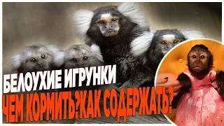 БЕЛОУХИЕ ИГРУНКИ в ДОМАШНИХ УСЛОВИЯХ!ЧЕМ КОРМИТЬ?