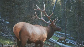 Full Draw Archives 'Turning Point' Elk Hunt