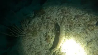 Night Dive with Nurse Sharks & Espini Lobster Molting | Underwater Adventure@ReefRangerSCUBA