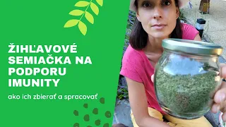 Žihľavové semiačka na podporu imunity - ako ich zbierať a spracovať