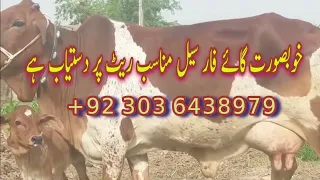 all punjab Biggest Cow Mandi In Pakistan | luddan Mandi Jhang | Cross Breed Cow || vella papo