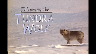 Folllowing the Tundra Wolf