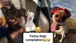 Dogs doing funny things#2😅- best of the month😅