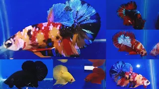 BETTAS(Shortail)