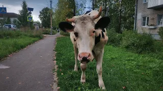 Открываю новые города России. Белый городок.