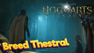 Breed The Thestral | Hogwarts Legacy