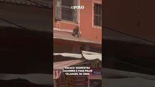 Macaco ‘sequestra’ cachorro e foge pelos telhados, na Índia