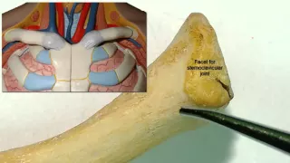 Osteology of the clavicle