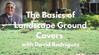 The Basics of Landscape Ground Covers