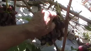 Сорт винограда "Тип изюминки" - сезон 2019 # Grape sort "Tip izyuminki"