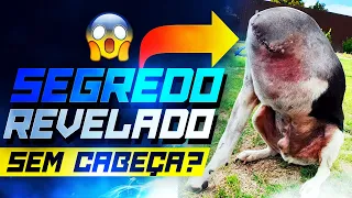 REVELADO ! O mistério do CACHORRO SEM CABEÇA