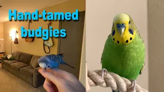 Two hand-tamed budgies playing and talking