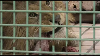 Carnivore Feeding time (Nagano City Chausuyama Zoo, Nagano, Japan) April 15, 2018