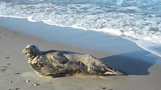 Тюлень отдыхает на морском побережье Куршской косы