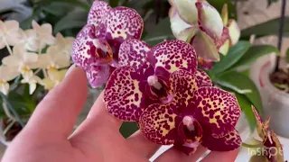 Обзор цветущих орхидей 🔥 цветение февраль 2024 года 🔥