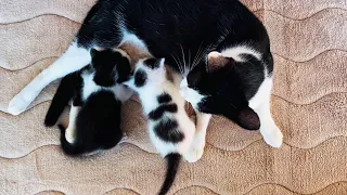 Cat Mom nursing Kittens ~Mother Cat nurses kittens~Kitten drinking milk #cat #kitten #catmom #cats