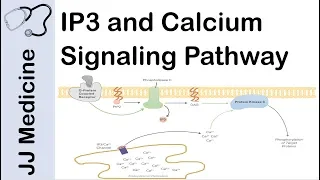 Inositol Triphosphate (IP3) and Calcium Signaling Pathway | Second Messenger System