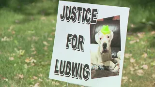 No charges filed in shooting death of pet dog in suburban Wayne