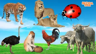 Cute Little Farm Animal Sounds - Tiger, Lion, Ostrich, Monkey, Chicken, Buffalo - Music For Relax