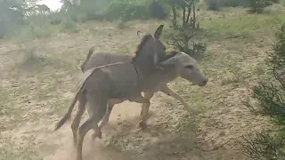 Two   Female     Donkey  and  One   Female  dokey kid   |‎@MP2animals 