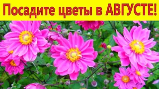 Посадите МОРОЗОСТОЙКИЕ ЦВЕТЫ в АВГУСТЕ! Они порадуют пышным цветением в саду.