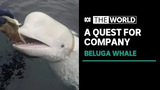 'Celebrity' white beluga sighted off Sweden after travelling from Norway | The World